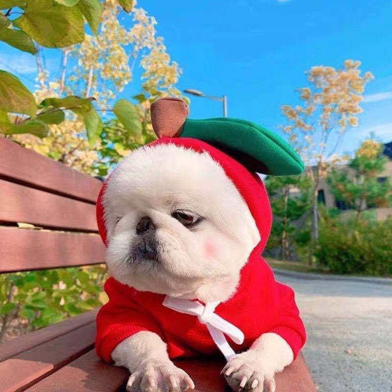 Cute Fruit Pet Clothes/Hoodie