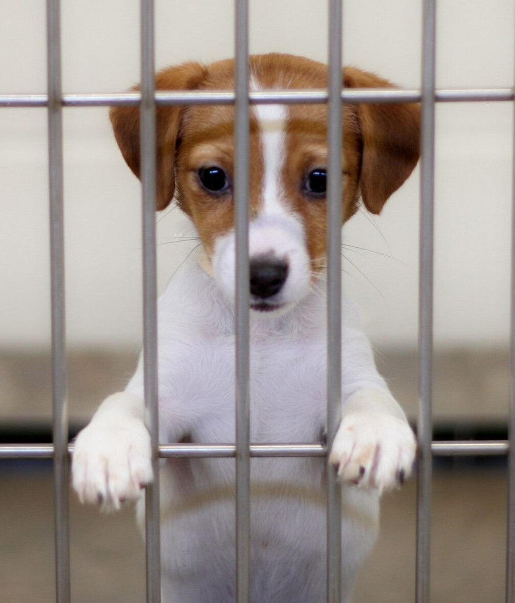 Puppy behind metal bars in a cage