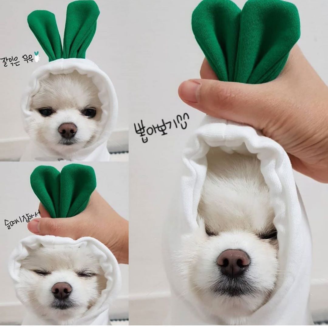 Cute Fruit Pet Clothes/Hoodie