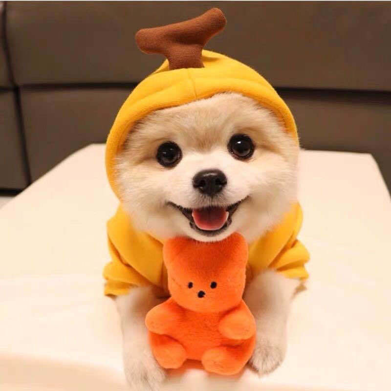 Cute Fruit Pet Clothes/Hoodie